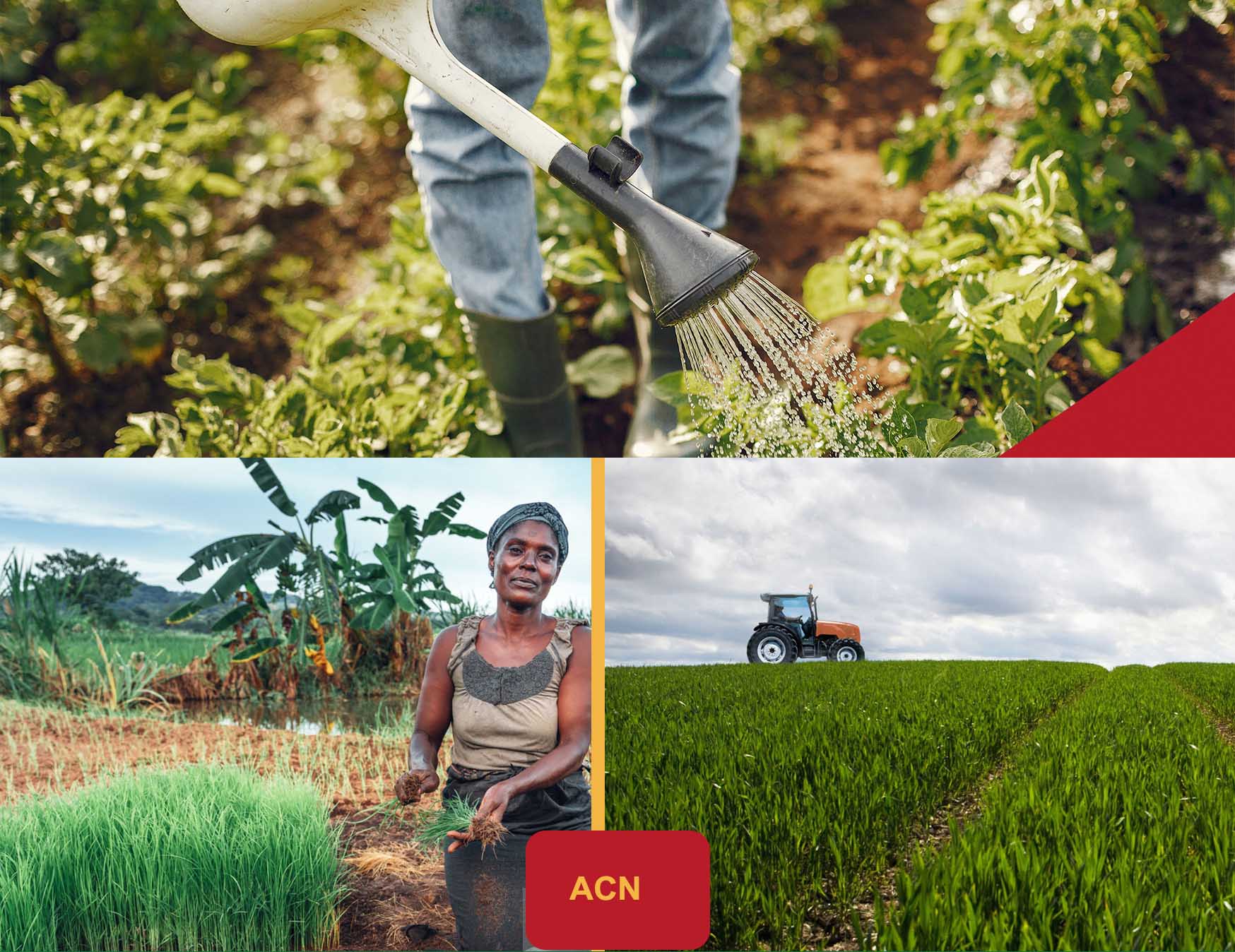 La mise en valeur de l’immense potentiel agricole